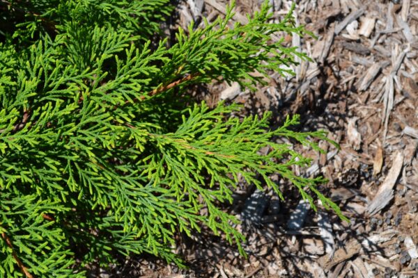Microbiota decussata ′Prides′ [sold as Celtic Pride™] - Foliage