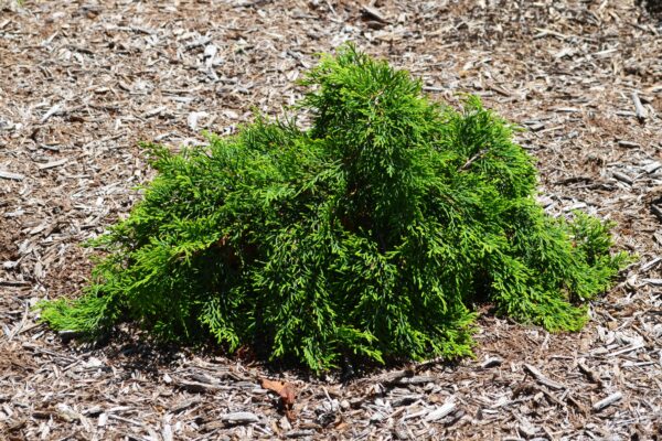 Microbiota decussata ′Prides′ [sold as Celtic Pride™] - Summer Habit