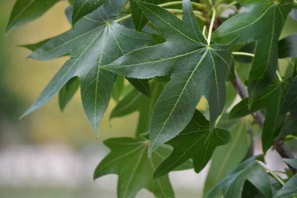 Liquidambar styraciflua ′Hapdell′ [sold as Happidaze™] - Foliage