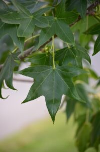 Liquidambar styraciflua ′Hapdell′ [sold as Happidaze™] - Leaf