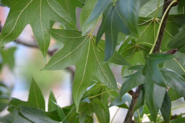 Liquidambar styraciflua ′Hapdell′ [sold as Happidaze™] - Foliage