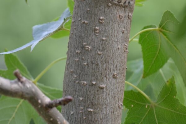 Liquidambar styraciflua ′Hapdell′ [sold as Happidaze™] - Bark