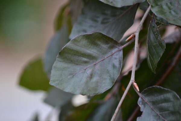 Fagus sylvatica ′Purple Fountain′ - Leaf