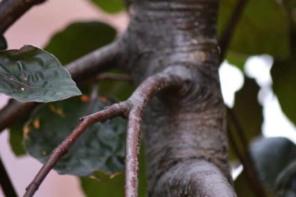 Fagus sylvatica ′Purple Fountain′ - Bark (Trunk)