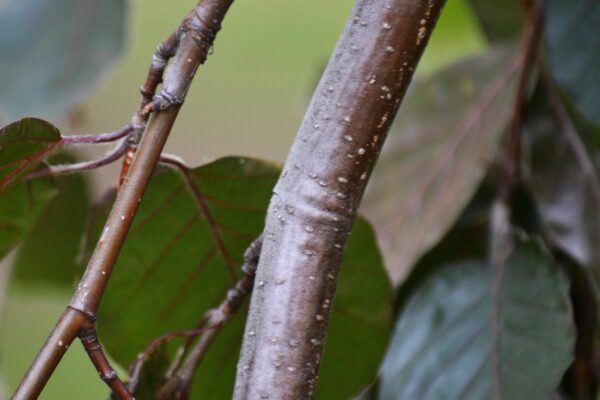 Fagus sylvatica ′Purple Fountain′ - Bark (Branch)