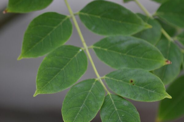 Maackia amurensis [sold as Summertime™] - Leaf