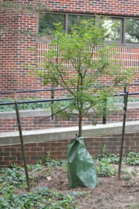 Maackia amurensis [sold as Summertime™] - Summer Habit