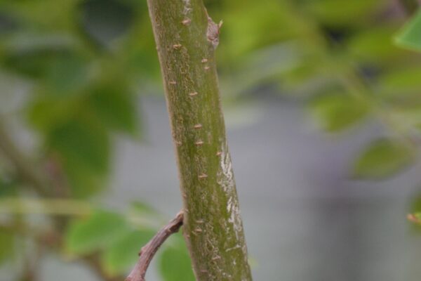 Maackia amurensis [sold as Summertime™] - Bark (Young Branch)