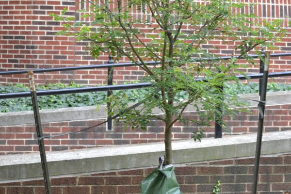 Maackia amurensis [sold as Summertime™] - Summer Habit