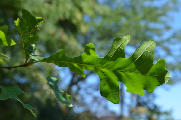 Quercus lyrata - Leaf