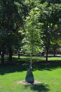 Quercus lyrata - Summer Habit