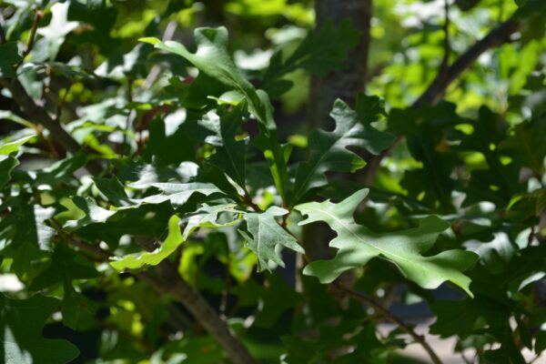 Quercus lyrata - Foliage