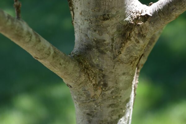 Quercus lyrata - Bark