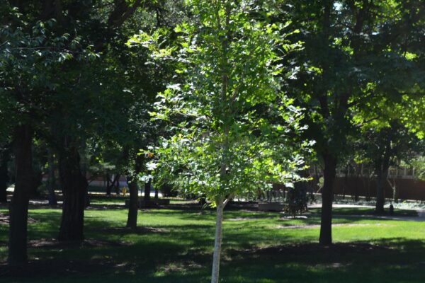 Quercus lyrata - Summer Habit