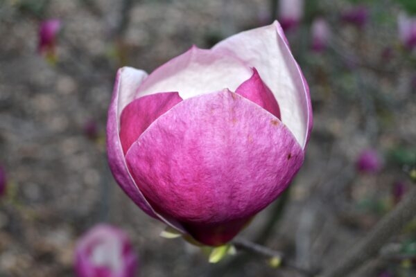 Magnolia × soulangeana ′Purple Prince′ - Flower