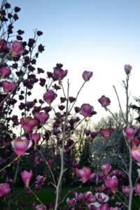 Magnolia × soulangeana ′Purple Prince′ - Flowers