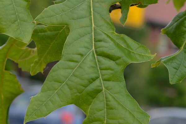 Quercus pagoda - Leaf