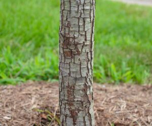 Quercus pagoda - Bark