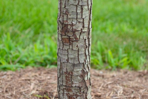 Quercus pagoda - Bark