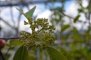 Viburnum lentago - Flower Buds