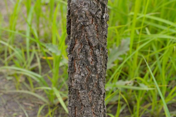 Quercus marilandica - Bark