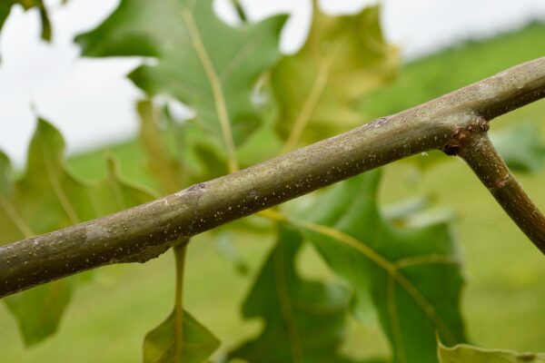 Quercus marilandica - Stem