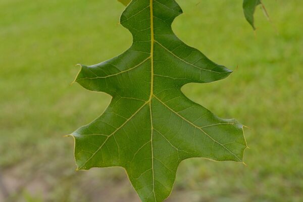 Quercus marilandica - Leaf