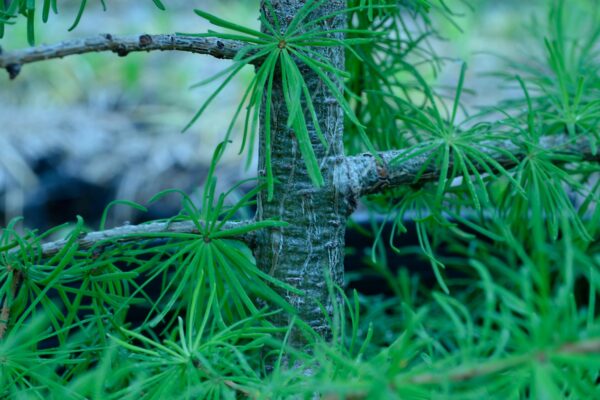 Larix laricina - Bark