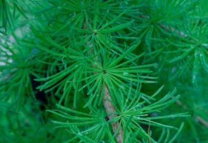 Larix laricina - Leaf