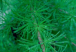 Larix laricina - Leaf