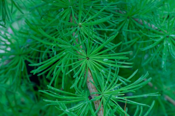 Larix laricina - Leaf