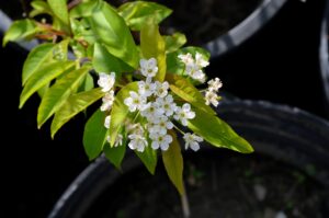 Prunus pensylvanica - Flower