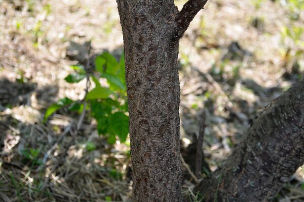 Ptelea trifoliata - Bark