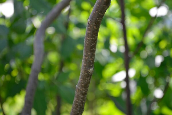 Ptelea trifoliata - Stem