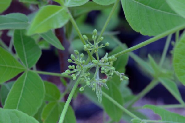 Ptelea trifoliata - Flower Buds