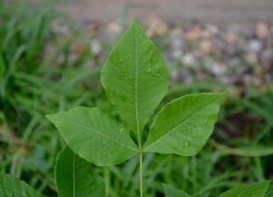 Ptelea trifoliata - Leaf