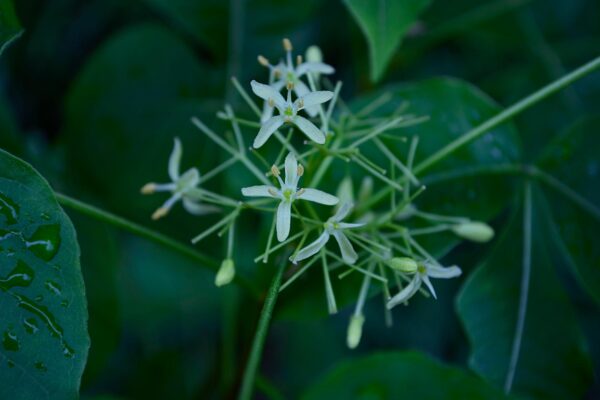 Ptelea trifoliata - Flowers