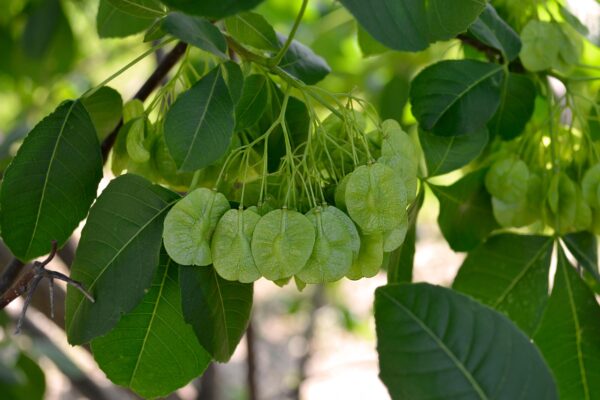 Ptelea trifoliata - Fruit