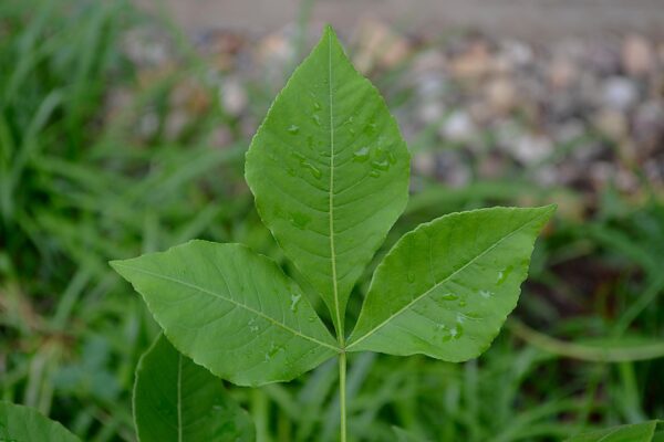 Ptelea trifoliata - Leaf