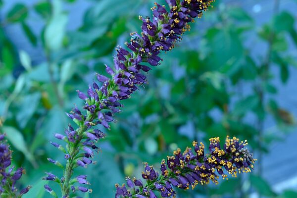 Amorpha fruticosa - Flower