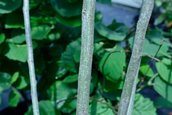 Amorpha fruticosa - Stem