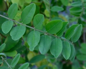 Amorpha fruticosa - Leaf