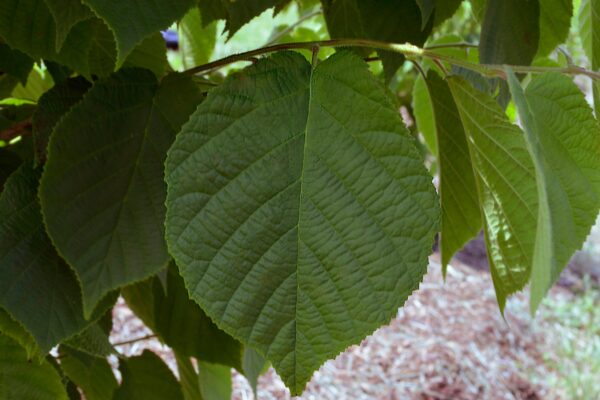 Corylus americana - Leaf