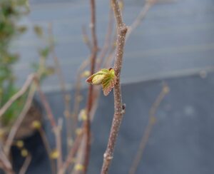 Corylus americana - Leaf Bud
