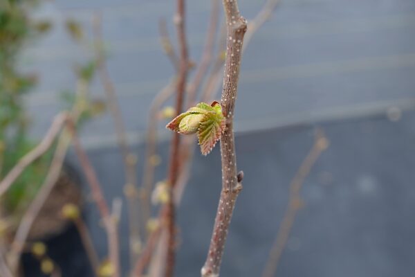 Corylus americana - Leaf Bud