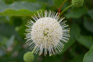 Cephalanthus occidentalis - Flowers