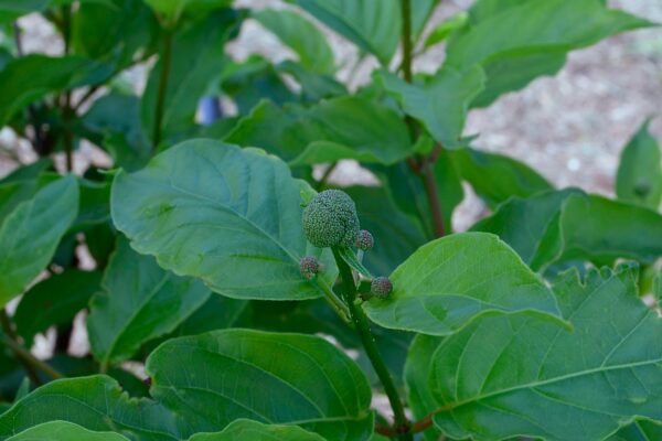 Cephalanthus occidentalis - Flower Buds