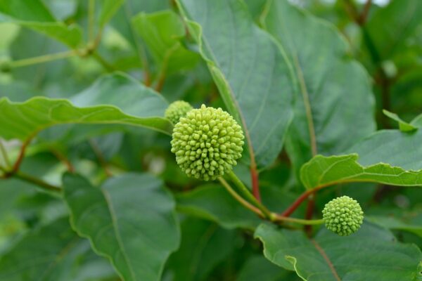 Cephalanthus occidentalis - Flower Buds