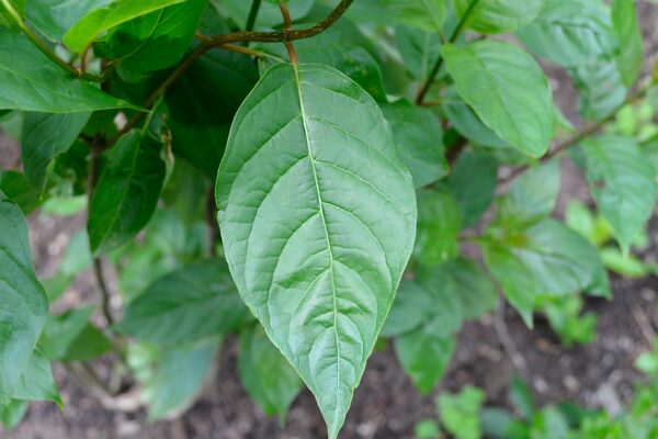 Cephalanthus occidentalis - Leaf