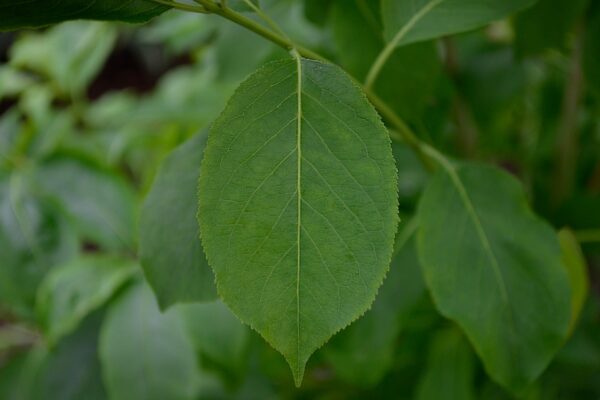 Euonymus atropurpureus - Leaf